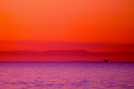 Whale with a bright orange sunset